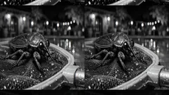 Cimici acquatiche giganti in piscina: cosa sono davvero e perché arrivano con il caldo