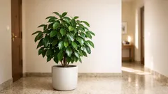 Dove mettere il ficus in casa: la posizione migliore secondo il Feng Shui