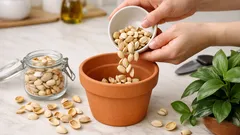 Non buttare i gusci di pistacchio: 5 riusi facili per casa e giardino